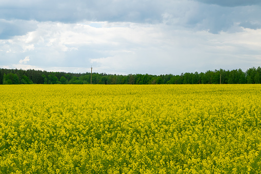 Rapeseed field. Beautiful natural landscape. Yellow flowers. Agriculture, harvesting. Nature.