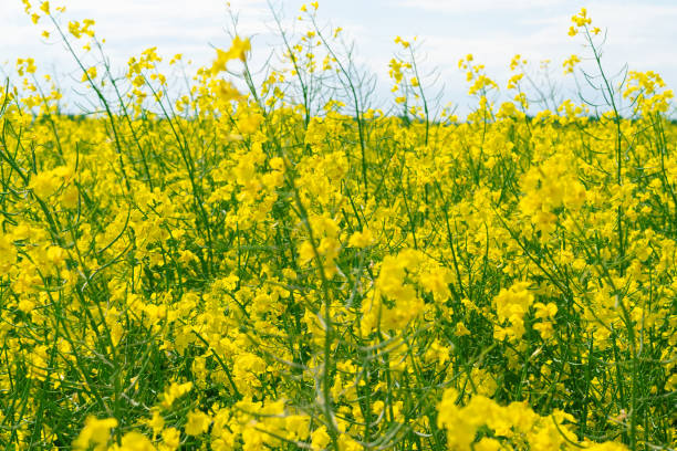 istock Yellow rapeseed flowers, close-up. Rapeseed field. 2096347179