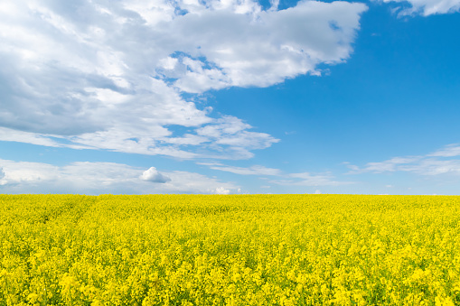 Rapeseed field and blue sky. Beautiful natural landscape. Yellow flowers. Agriculture, harvest.