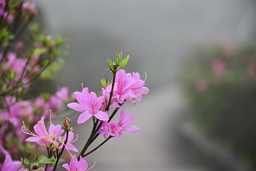 Rain-kissed rhododendrons bloom with a touch of cool elegance against the backdrop of a misty early spring landscape in Taiwan.