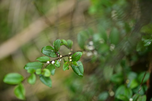 Close-up of spring foliage with shallow depth of field, leaving space for text or design elements. This versatile photo can be used in ads, promos, or designs to showcase the beauty of spring.