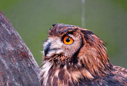 Eagle owl portrait, The Eurasian eagle-owl is a species of eagle-owl that resides in much of Eurasia. Eagle owl eyes.