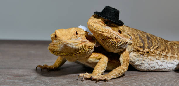 istock Bearded Dragons: A Close-Up Look at This Amazing Lizards 2096379737