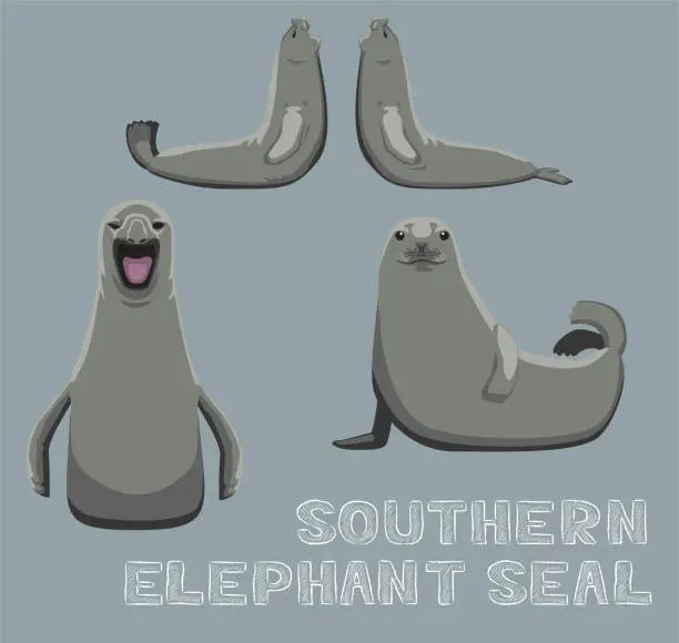 Vector illustration of Southern Elephant Seal Cartoon Vector Illustration