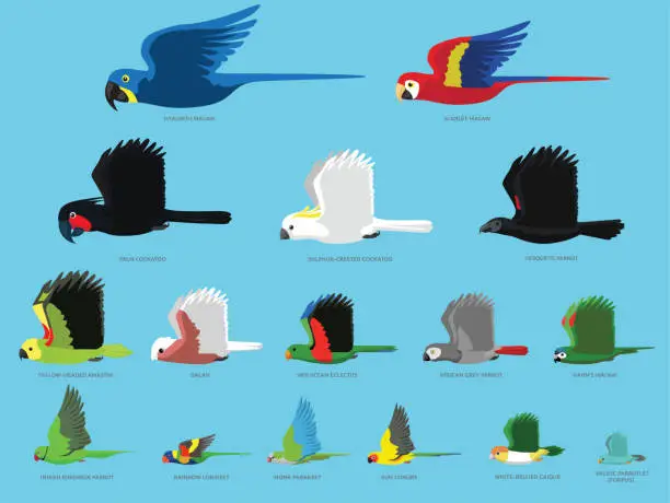 Vector illustration of Parrots Bird Flying Size Comparison Set Vector