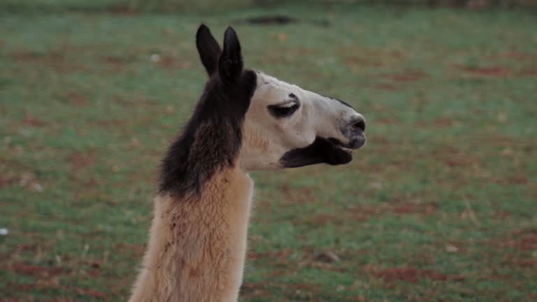 Close-up shot of black and white alpaca or llama chewing food in the meadow. Farm animals in the nature.