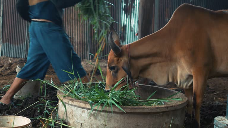 A large brown cow is eating grass on a farm.