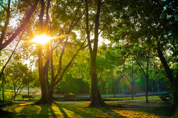 istock Green tropical tree forest in city park meadow grass sunset light nature 2096387567