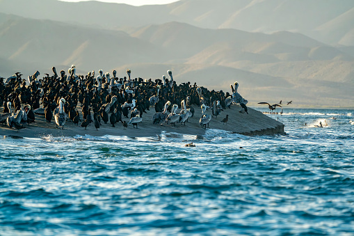 Many pelicans and cormorant and birds colony in baja california sur mexico, magdalena bay