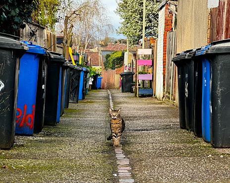 Wheelie bins in an alley between houses with a cat looking at the camera