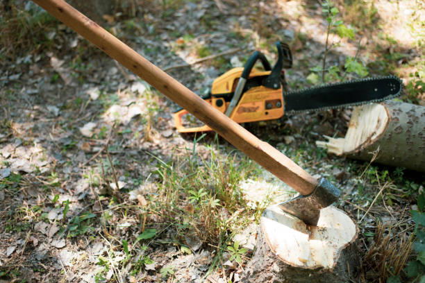 istock a axe cutting the tree wood in a forest ground 2096403370