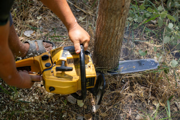istock a chain saw cutting a small tree in a big forest 2096404958