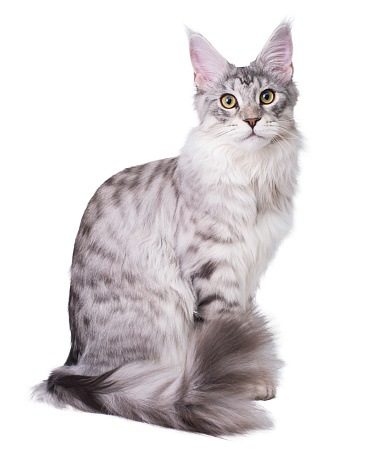 Full length young Maine coon cat portrait isolated on white.