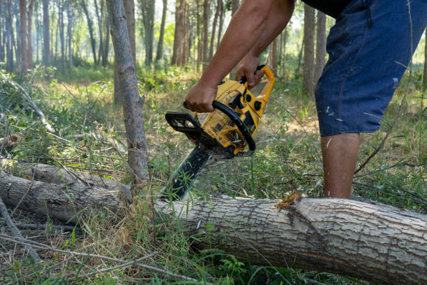 istock a man cutting a fallen tree with a chainsaw in hot day 2096411980