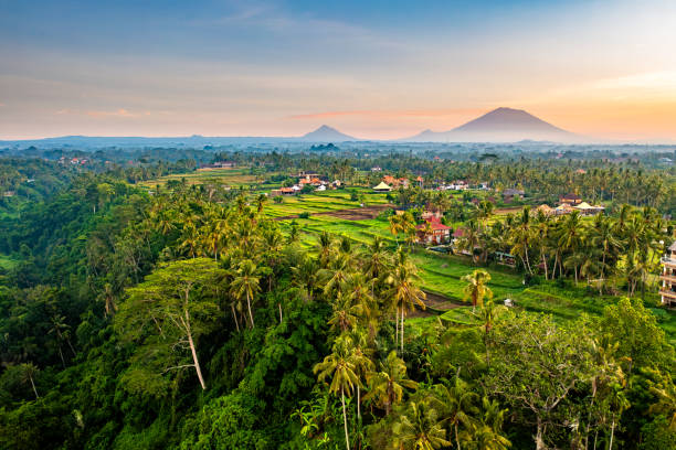 Bali, Ubud - Aerial View of Lush Green Landscape with Palm Trees and Distant Mountains at Dawn. stock photo