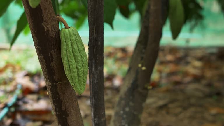 Green small Cacao pods branch with young fruit and blooming cocoa flowers grow on trees. The cocoa tree ( Theobroma cacao ) with fruits, Raw cacao tree plant fruit plantation,4k video