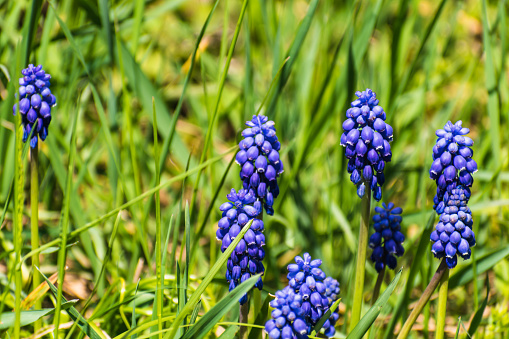 Viper bow, mouse hyacinth or grape hyacinth blue and purple in a garden at springtime, muscari armeniacum
