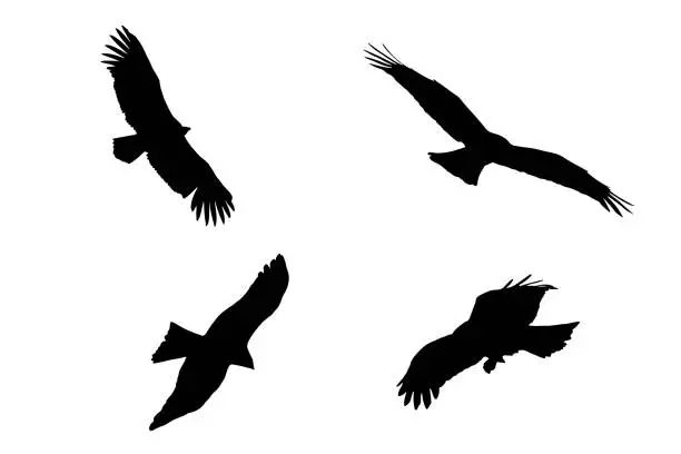 Vector illustration of Set of eagle silhouettes. Set of silhouettes of birds flying