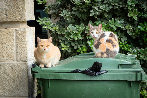 Two alley cat, one of them ginger and the other tricolor, sitting on top of a green garbage dumpster.