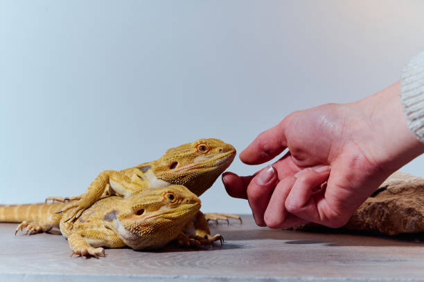 istock Bearded Dragons: A Close-Up Look at This Amazing Lizards 2096447811