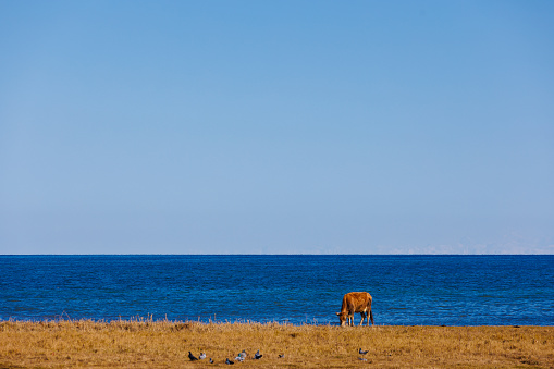 A brown cow peacefully grazes on the coastal field, surrounded by oceanic landforms.