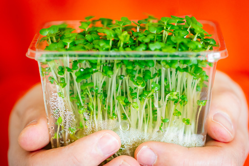 Close up image depicting hands holding a recyclable container of fresh watercress.