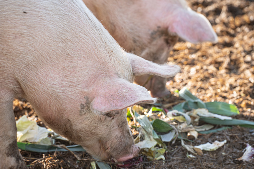 The little piggy is sucking milk from mom.