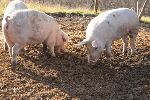 Pigs eating in a biodynamic  and organic farm