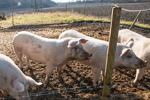 Pigs eating in a biodynamic  and organic farm