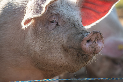 Pigs eating in a biodynamic  and organic farm