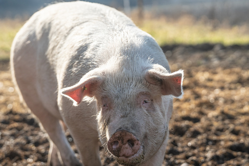 Pigs eating in a biodynamic  and organic farm