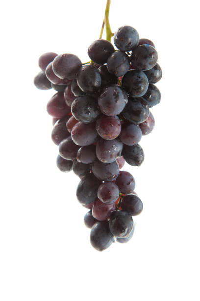 istock Bunch of organic black grapes isolated on white background 2096470403