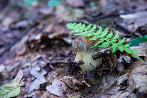 Boletus edulis mushroom (cep, penny bun, porcino or king bolete, usually called porcini mushroom) growing in the forest soil among the moss and fallen leaves at autumn season.