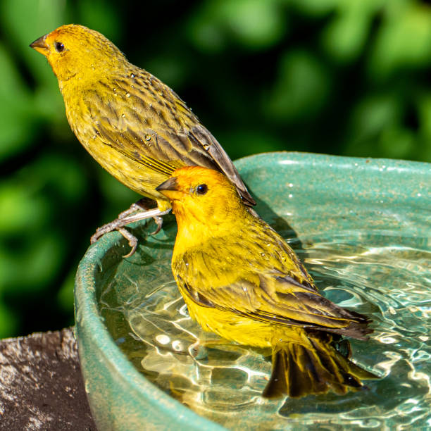 Atlantic Canary, a small Brazilian wild bird. The yellow canary Crithagra flaviventris is a small passerine bird in the finch family.