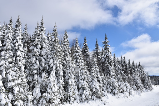 Une forêt enneigée, Sainte-Apolline, Québec, Canada