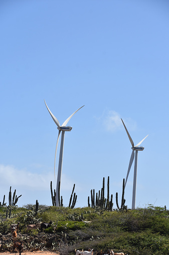 Windmills harnessing the wind power to produce electricity in Aruba.