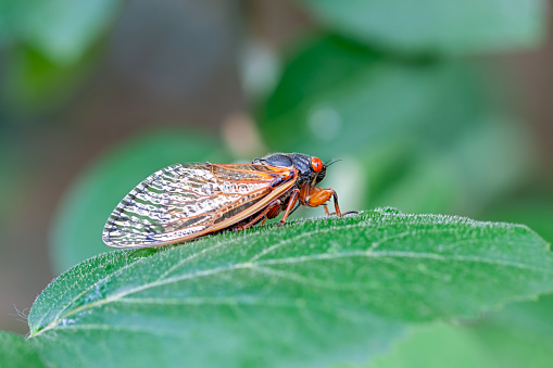 A recently emerged cicada stands on a  green lleaf
