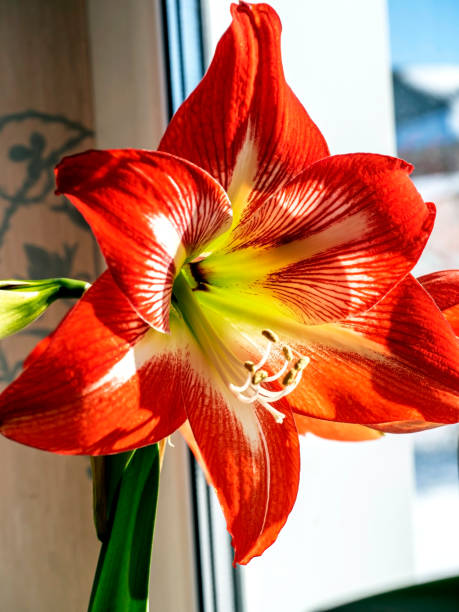 istock A beautiful amaryllis flower bloomed in a pot on the windowsill 2096512257