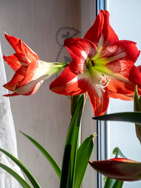 istock A beautiful amaryllis flower bloomed in a pot on the windowsill 2096512770