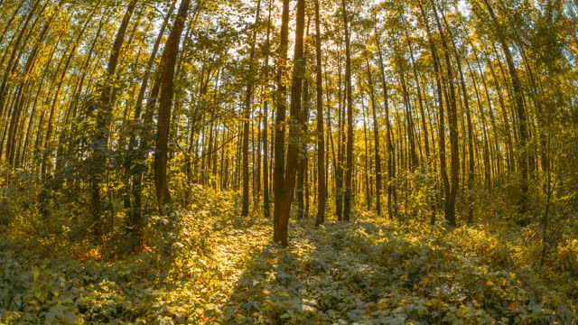 Transition Forest From Summer Green To Autumn Yellow. Fall Autumn Mood Timelapse. Green Trees And Grass Turn Yellow. Season Change Concept. Sunlight Sunrays Sunshine In Forest Landscape. Sun Shine