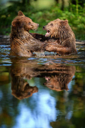 Two Wild Brown Bear (Ursus Arctos) play or fight  on pond in the summer forest, reflection on water. Animal in natural habitat. Wildlife scene