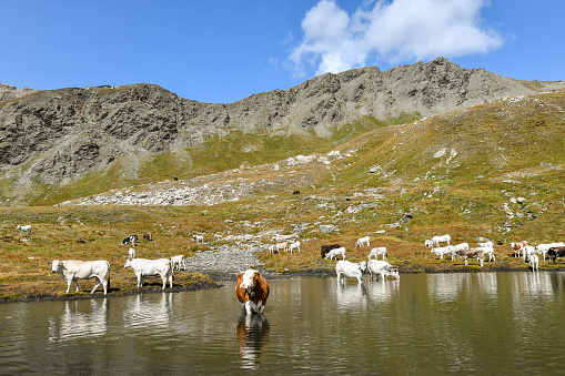 Scenic view of an alpine lake with a grazing herd of cows a short distance from the Agnello Pass, a mountain pass which links the Queyras valley (Hautes-Alpes) with the Varaita Valley in the province of Cuneo, Piedmont.