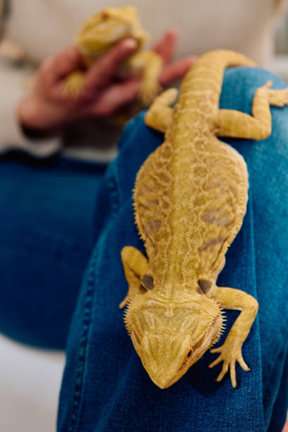 istock Bearded Dragon: A Close-Up Look at This Amazing Lizard 2096524827