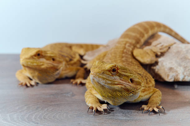 istock Bearded Dragons: A Close-Up Look at This Amazing Lizards 2096526210