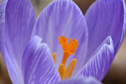 First purple crocus flower of the season in a Connecticut yard, blooming just before winter ends, another small piece of evidence of global warming, with center focus and blurry foreground/background