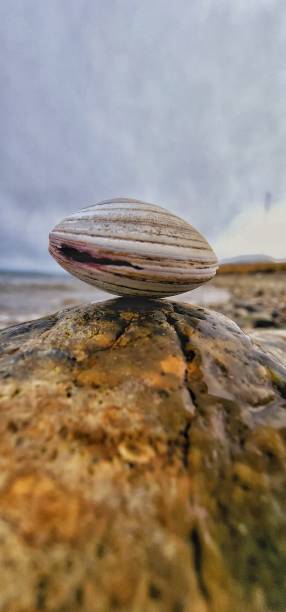 istock Portrait of a clam 2096534809