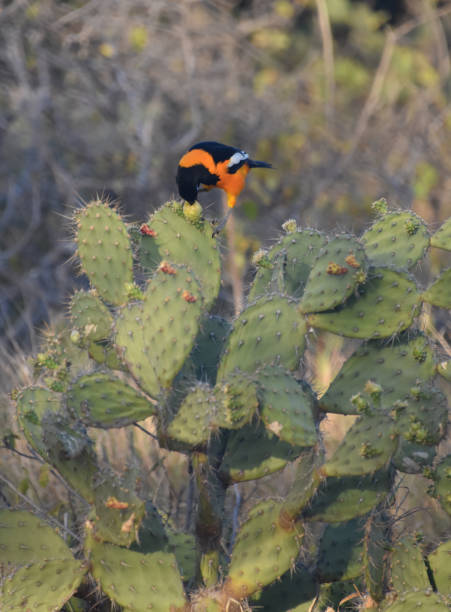 istock Black and Orange Troupial Perched on a Cacti 2096541265