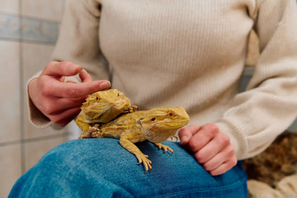 istock Beautiful Woman Posing with Her Two Adorable Bearded Dragon Pets 2096545022