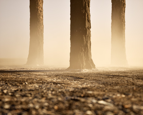 Burnt and charred pine tree trunks in mist on charred forest ground.