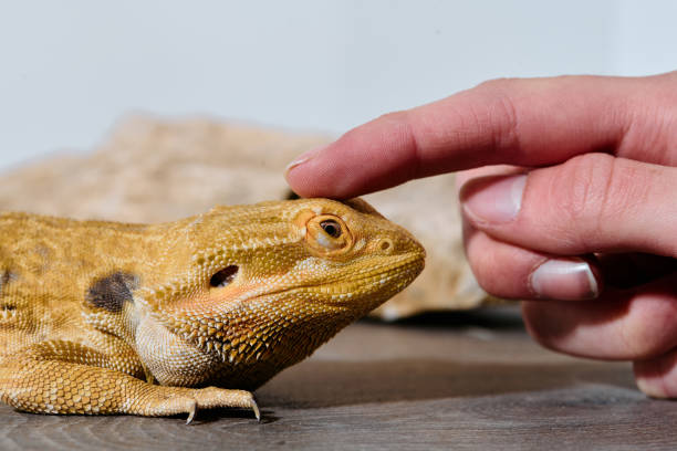 istock Bearded Dragons: A Close-Up Look at This Amazing Lizards 2096560007